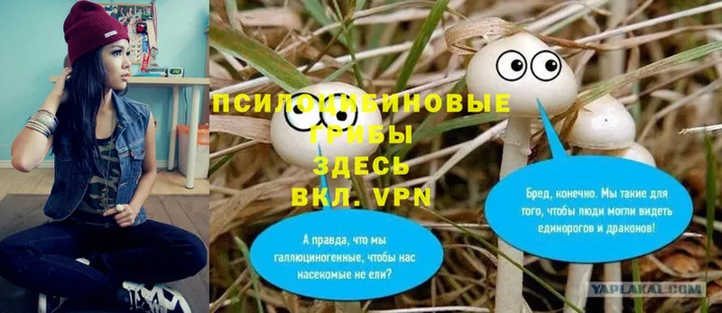 маркетплейс состав  Гремячинск  Псилоцибиновые грибы Psilocybe 